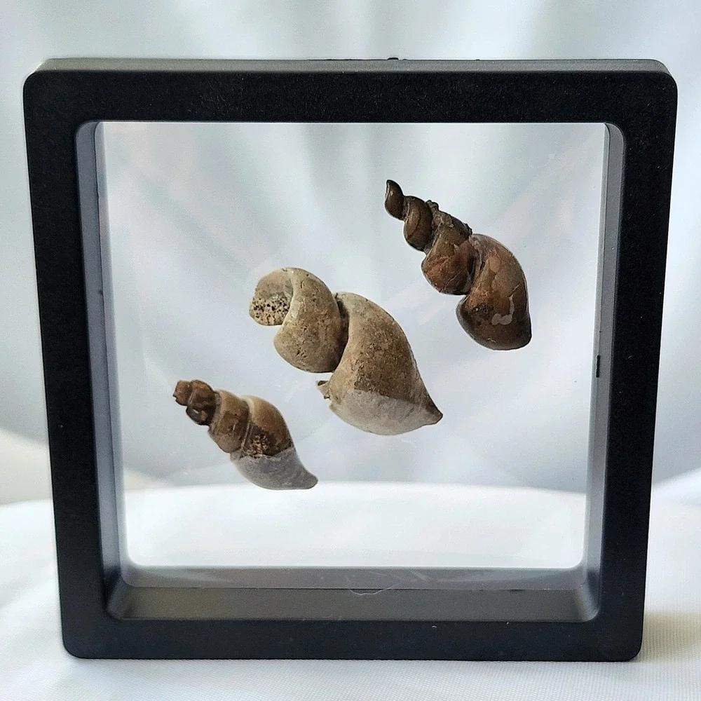 Fossilized Sea Snails Displayed in Shadow Box Natural‎ History Specimen